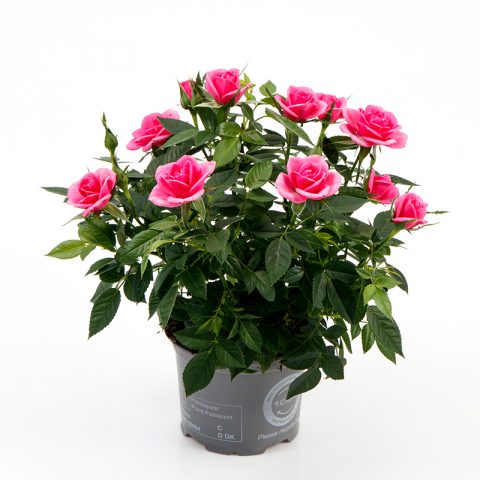 Rosa Kordana ® Classic 10,5 cm | Rosa Danica